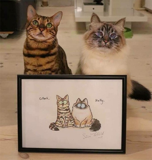 Коты, которые смирились со своей участью