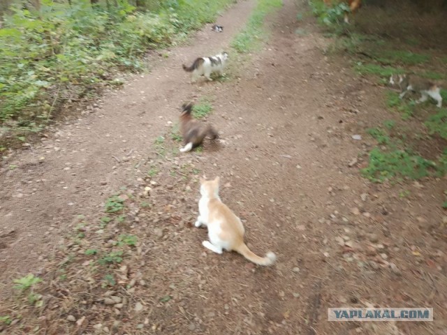Жизнь домашнего приюта для котеек 556
