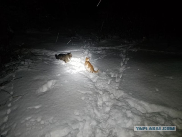 Жизнь домашнего приюта для котеек 568