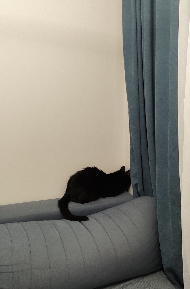 Реакция кота на происходящее
