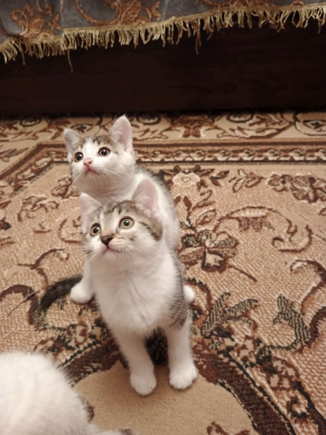 Кошачьи пробники