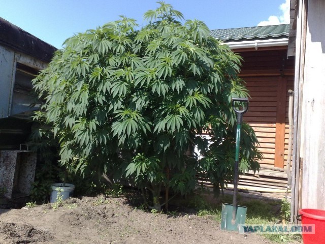 Захожу я к себе сегодня на чердачок, а там...