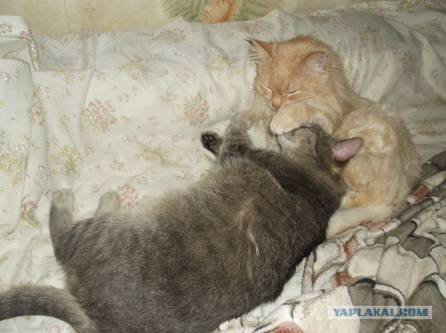 Котовторник 29.10.2013