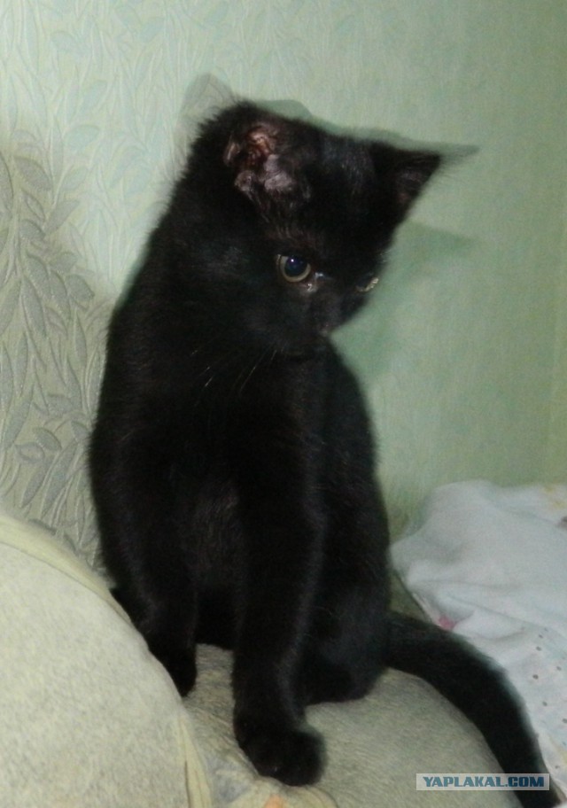 Новый член семьи