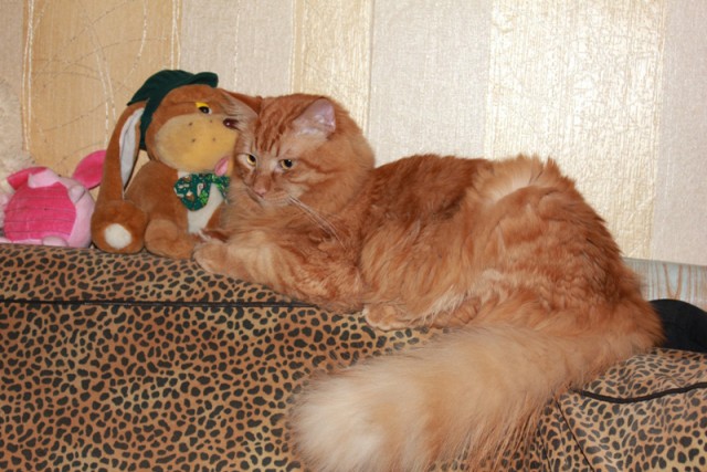 Котовторник  10.12.2013