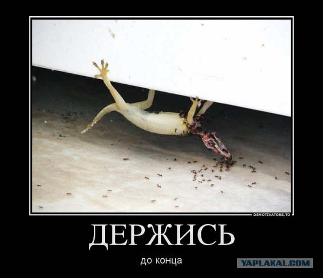 Мёртвая ящерица и муравьи