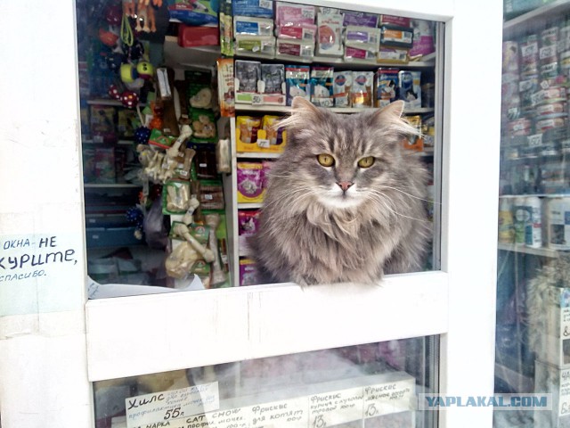 Котовторник 18.03.2014