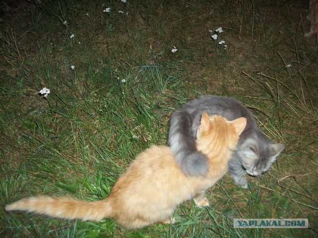 Жизнь домашнего приюта для котеек 19