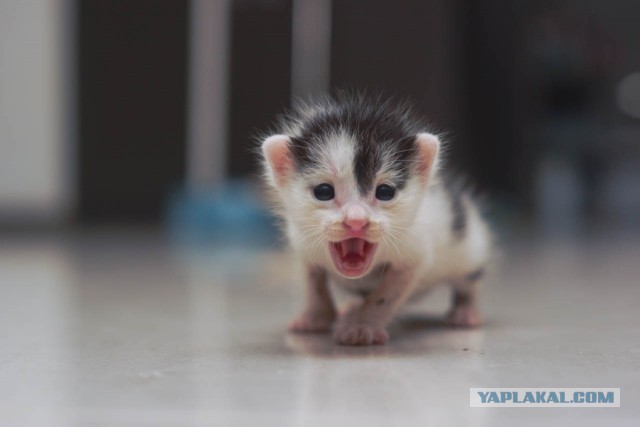 Котовторник 05.08.2014