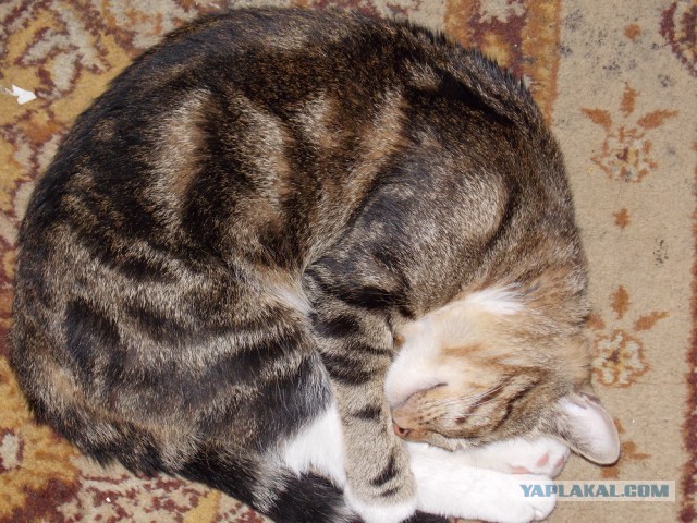 Котовторник 12.08.2014