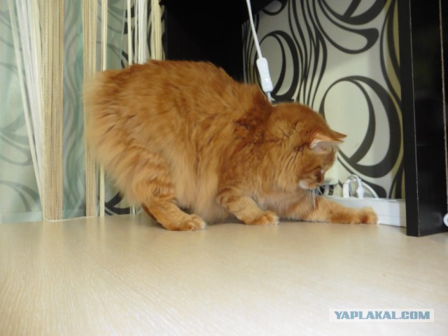 Котовторник 09.09.2014