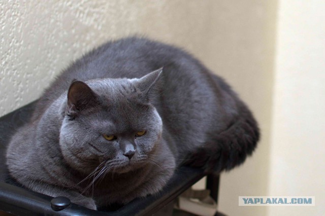 Котовторник 21.10.2014