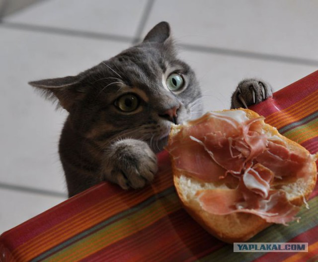 Кошачий Hardcore