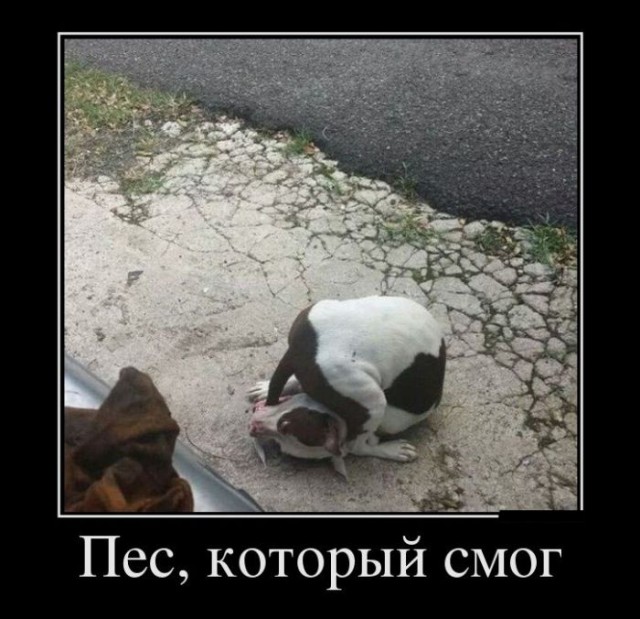 Демотиваторов пост