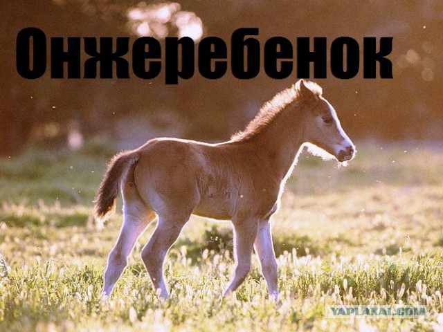Штраф 100 тыс руб за  рисунок на машине