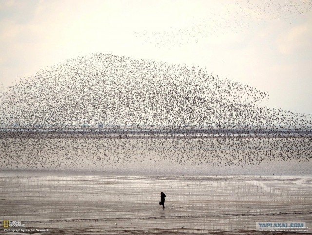 Лучшие фото от National Geographic