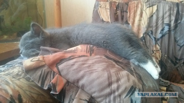 Котовторник 16.06.2015., Котовторник наступил!
