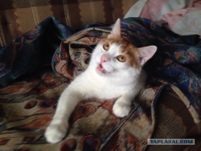 Котовторник  21.07.2015