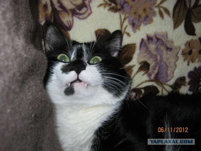 Котовторник 15-09-2015 !