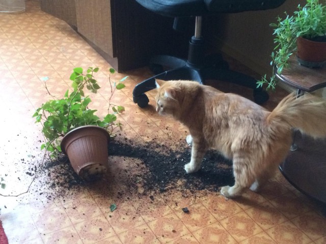 Котопост