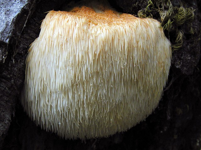 10 самых необычных грибов