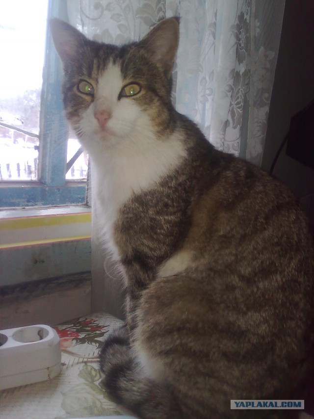 Котовторник 16.02.16