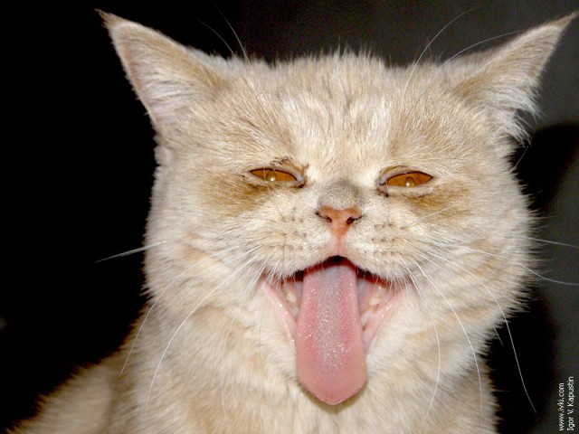 Коты, кошки, котята