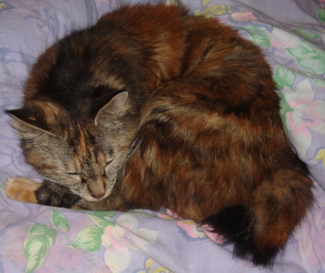 КошкоЛето!