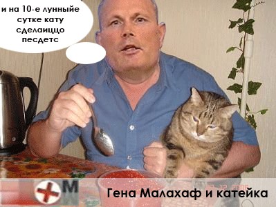 Фотожаба: Правильное питание для кота