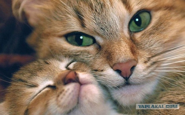 Мой зевающий кот