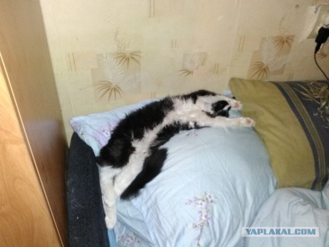 Котовторник 22.11.2016