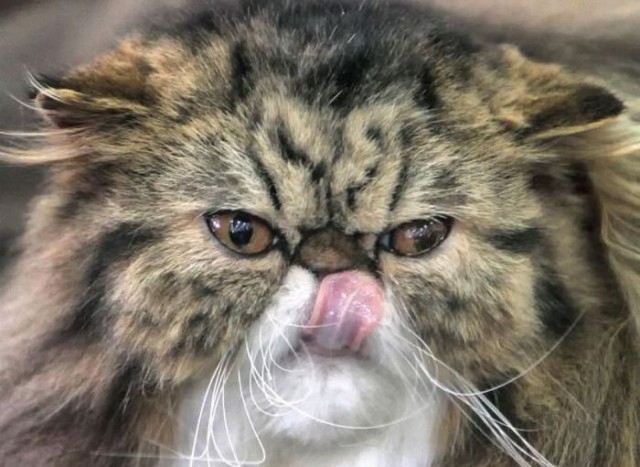 Коты из сети