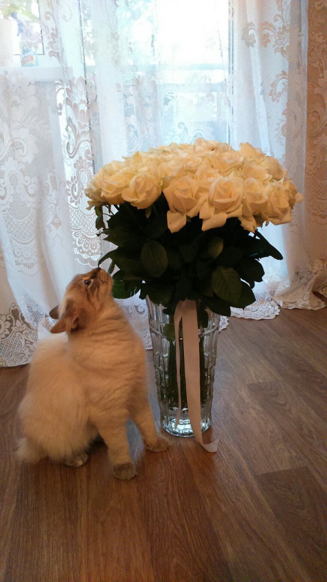 Коты из сети