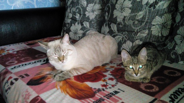 Котовторник 14.03.2017