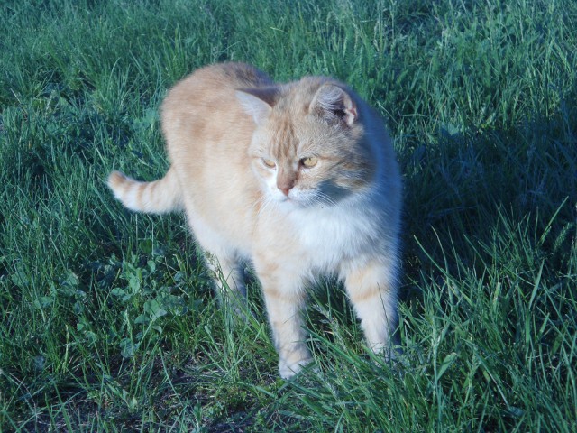 Коты и Кошки