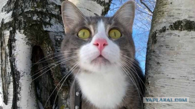 Жизнь домашнего приюта для котеек 168