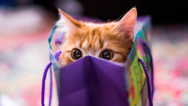 Коты и Кошки