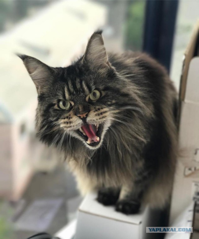 Котовторник 03.10.17.