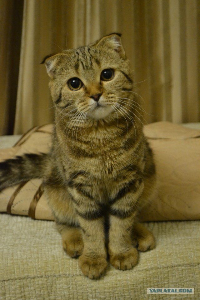 Котовторник 12.12.2017