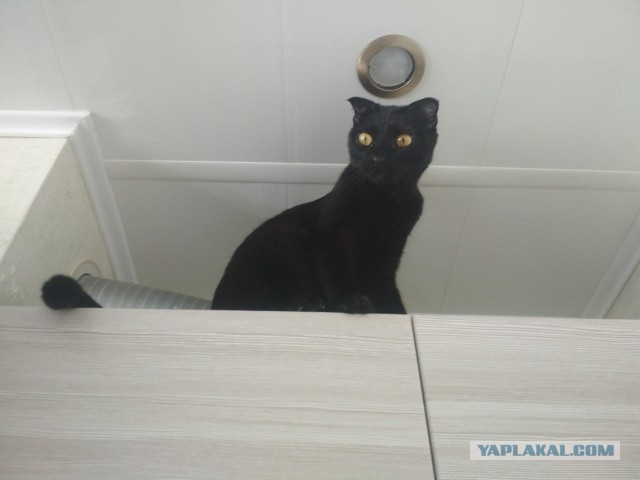 Котовторник 20.03.2018