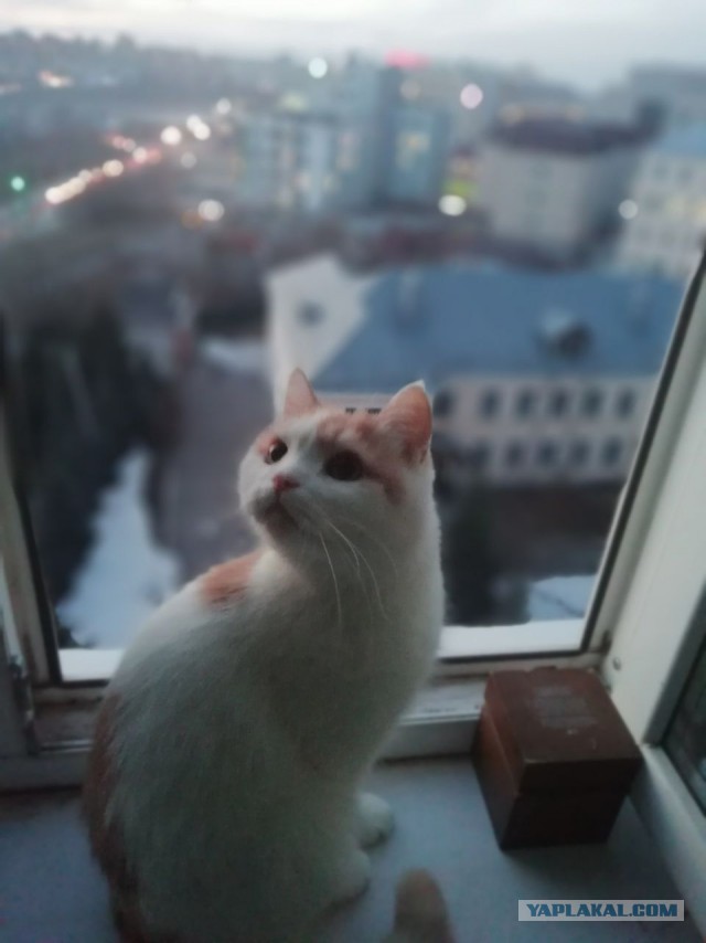Котовторник ждали? А вот и он!