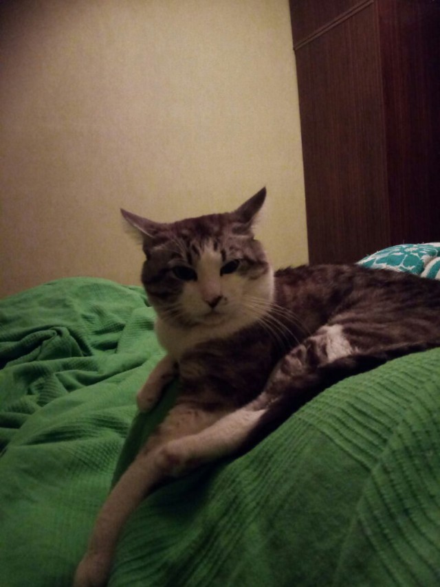 Котовторник 24.04.2018