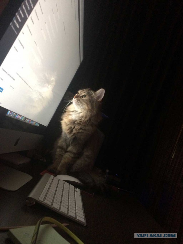 Котовторник 29.5.18