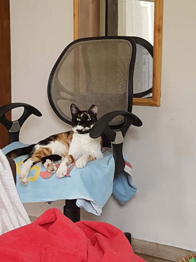 Котовторник  12.06.2018