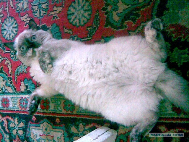 Забыли котовторник? А вот он!