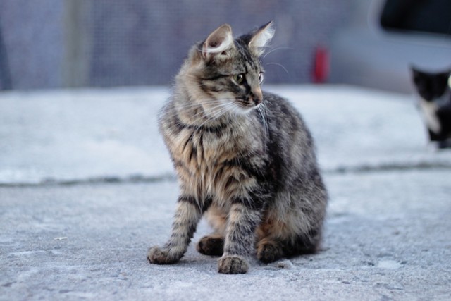 Котовторник  31.07.2018