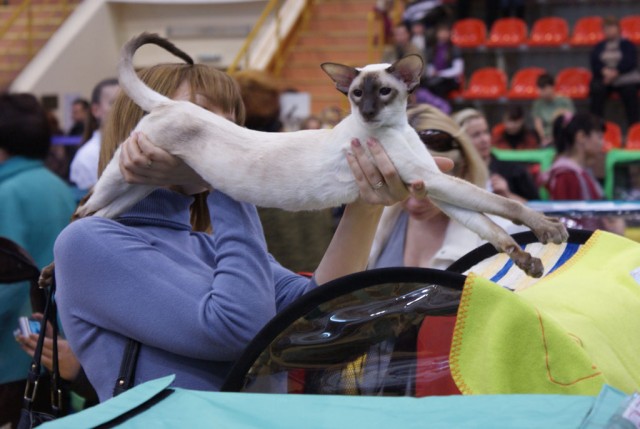 Выставка кошек