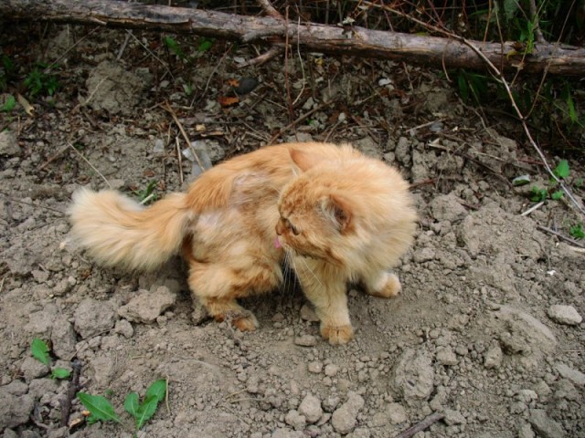 Котовторник объявляется открытым!