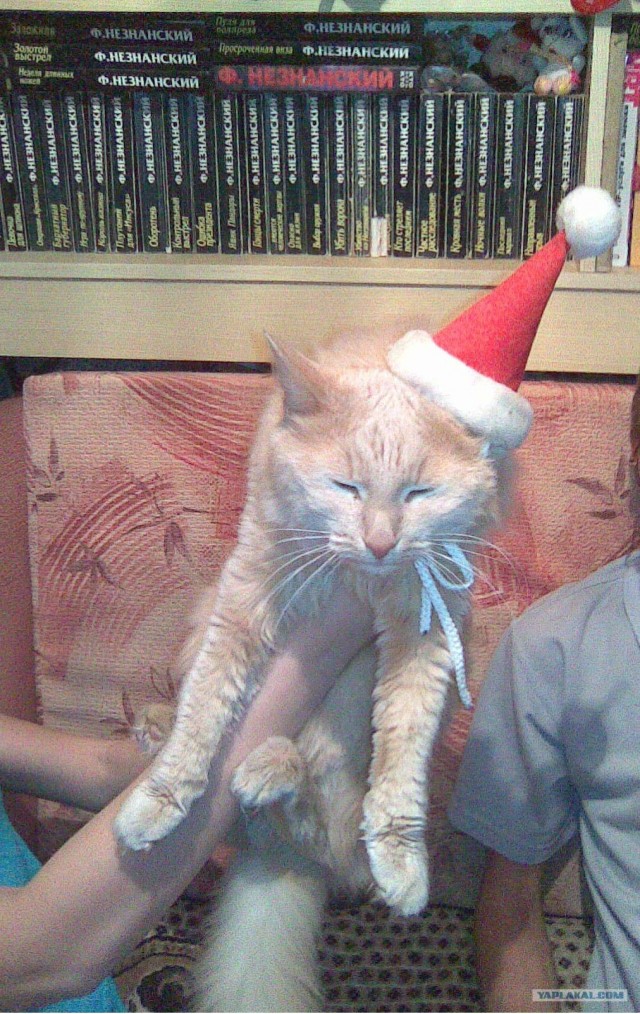 Ну и где ваш котовторник?
