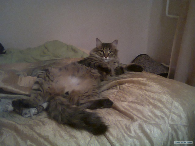 Котовторник 27.03.2012